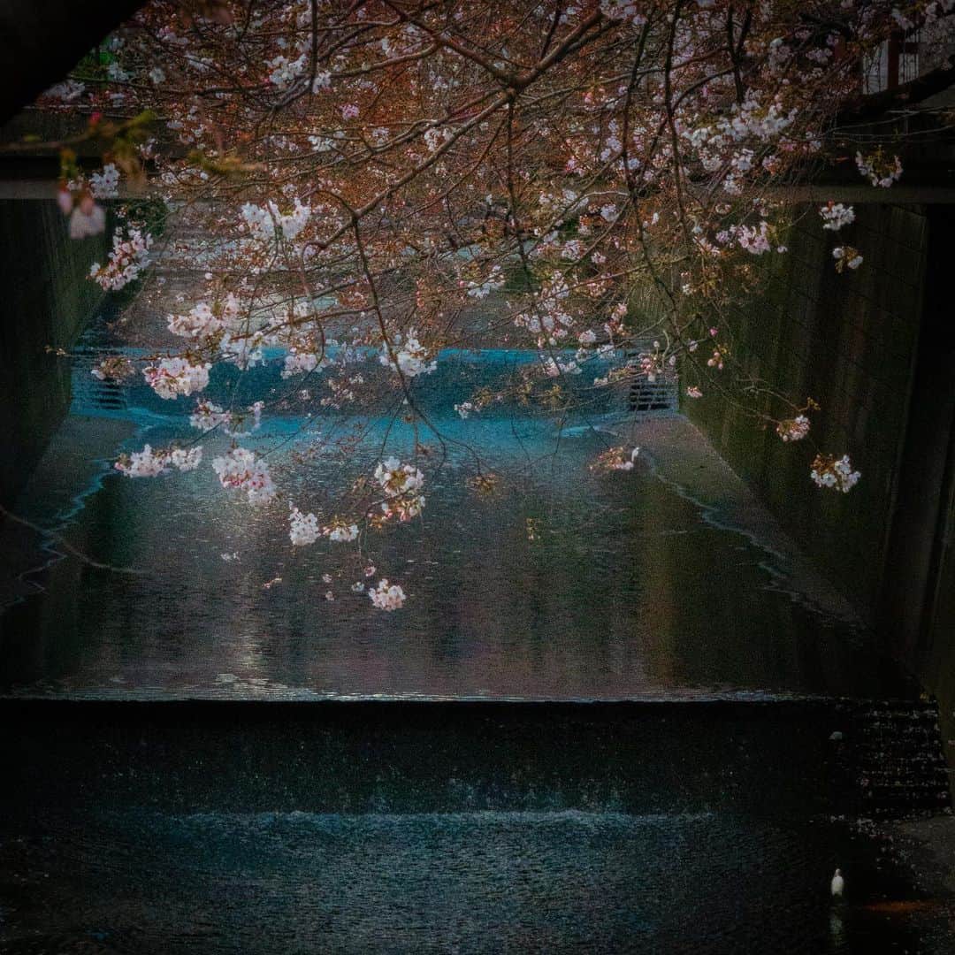 林信行のインスタグラム：「Some pictures from Social-distance Hanami, I enjoyed earlier this week on my way home. 今週はじめミーティング帰りに人との距離を保ちながらでも花見(それも目黒川-目黒駅側だけど)できる証明しながら撮ってきた桜を今さらシェア。 ‪この写真を撮っているときに思った。‬ ‪実は花見で人が混み合っている場所は桜の木の「量」が多いところ。‬ ‪今回のCOVID19きっかけに、桜の木の枝ぶりや花の美しさと言った「質」重視になれば人がばらけそう。マイナーな場所のマイナーな木、いかにその魅力語るかを競い合う文化。‬ ‪これ、実はAI時代に大事な能力…‬」
