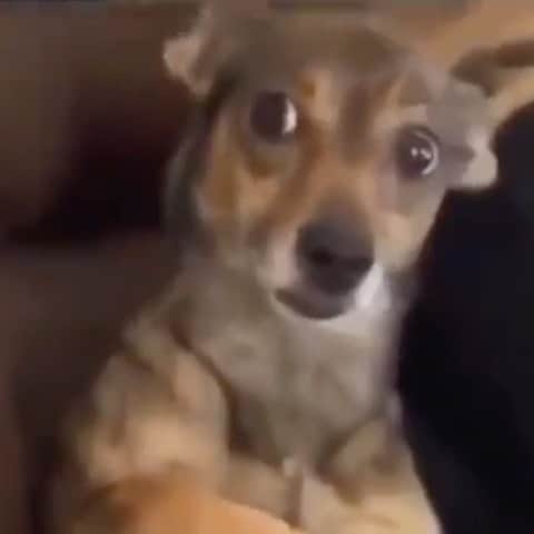 マック・メインのインスタグラム：「Everybody’s MOOD right now! 😱😱😱Stay safe stay healthy wash ya hands quarantine wash ya ass and social distance! 🙏🏾」