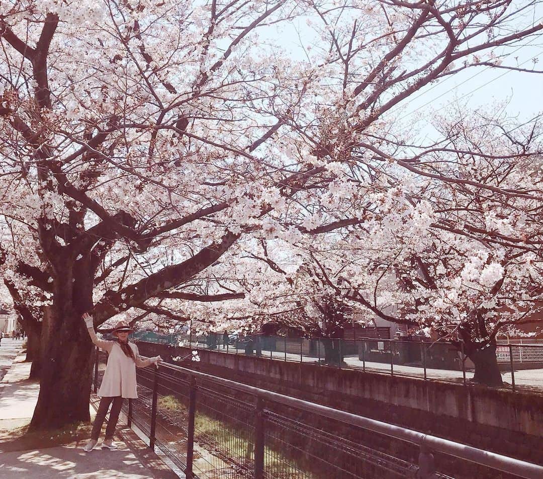 小川知子さんのインスタグラム写真 - (小川知子Instagram)「#桜🌸#お花見客#散策#小川知子  桜の開花状況をこんなに毎日見たことはない。 結構楽しんでます。 コロナ騒ぎでそういう人が多いかも。 皆んなピクニックしてる。 皆んな写真を撮ってる。  スーパーではそろそろ買い占めが始まっている様子。 インスタントラーメンの棚がガラガラ。 慌てないで欲しいな〜。」3月26日 15時40分 - tomoko_ogawa_