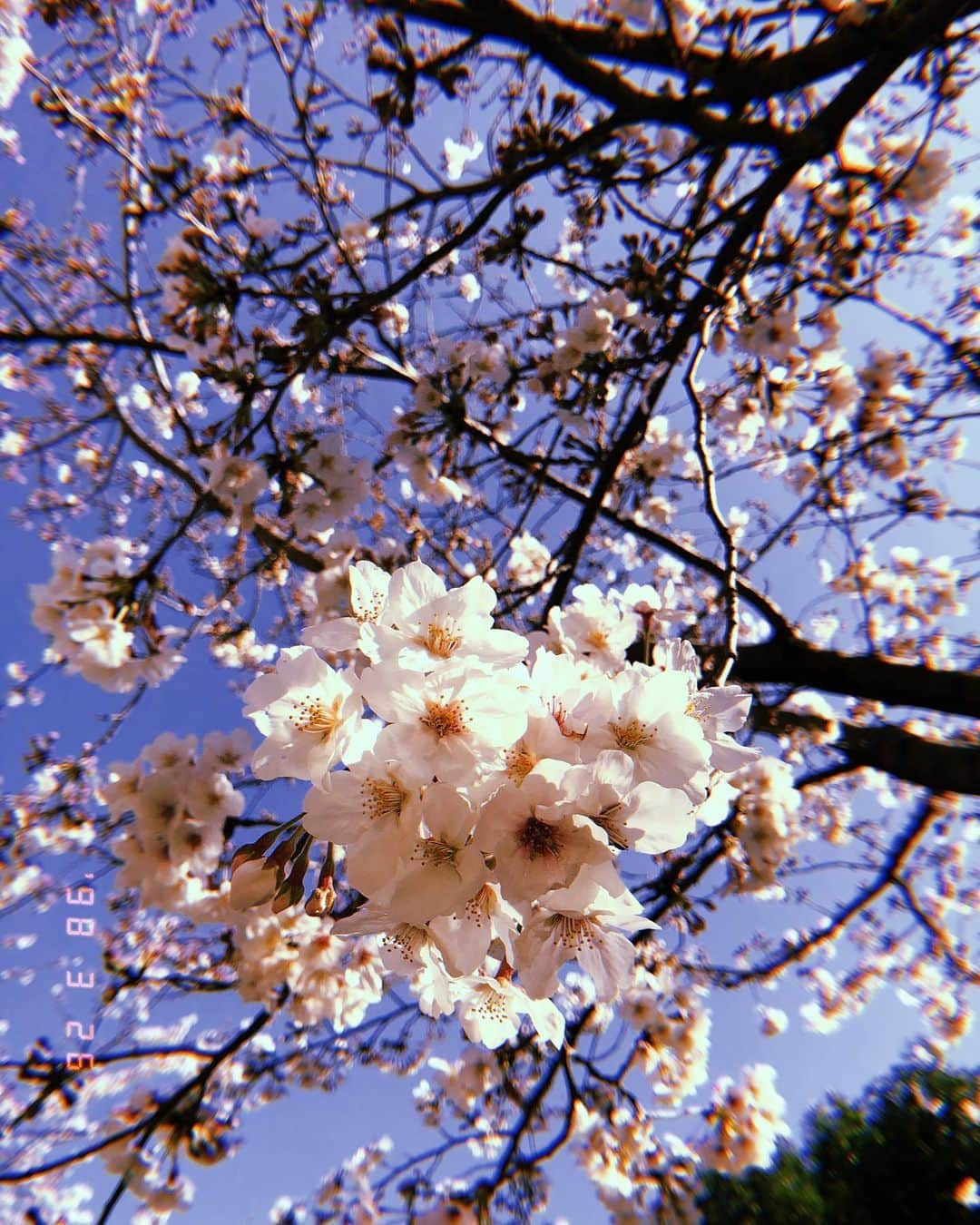 Masackさんのインスタグラム写真 - (MasackInstagram)「HUJIで撮ると何でもサブカル感な写真になるけど、爺ちゃんが昔撮ってた写真とノリは変わらない。  つまりは、ソロで近所の桜を愛でるおじさんぽ2  #桜 #hujicam」3月26日 15時41分 - masackdrum