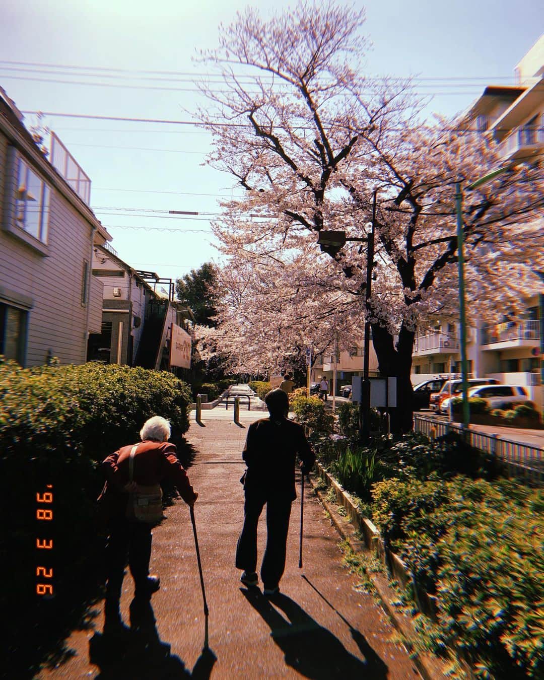 Masackのインスタグラム：「HUJIで撮ると何でもサブカル感な写真になるけど、爺ちゃんが昔撮ってた写真とノリは変わらない。  つまりは、ソロで近所の桜を愛でるおじさんぽ2  #桜 #hujicam」
