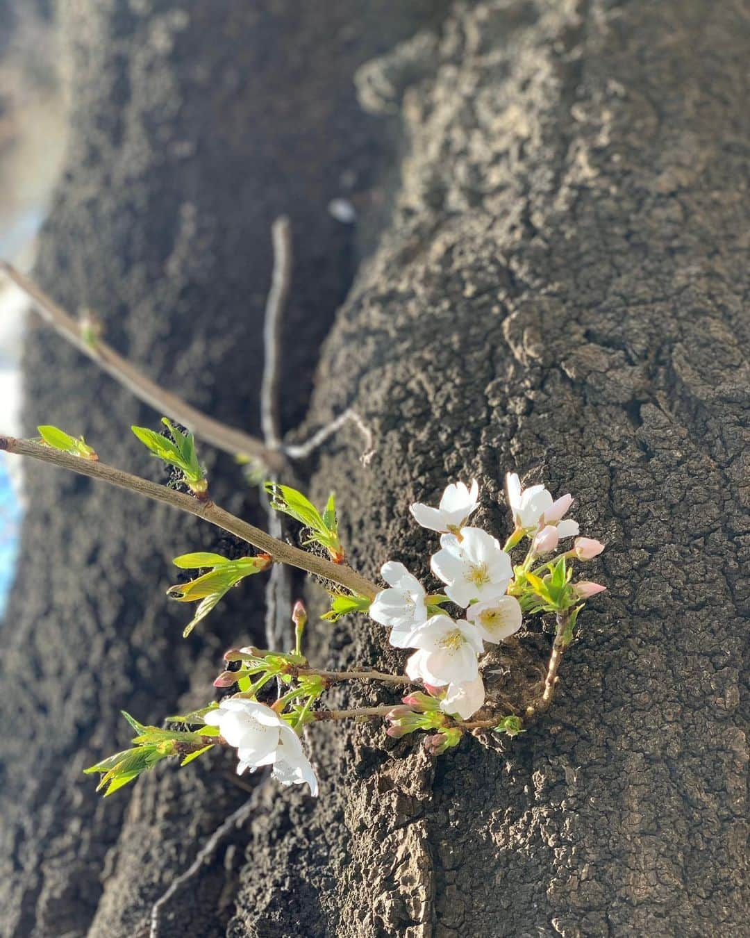 宇月颯さんのインスタグラム写真 - (宇月颯Instagram)「．﻿ ．﻿ SAKURA🌸﻿ ﻿ 地元、埼玉県熊谷市の花でもある桜٭❀*﻿ ”宝塚おとめ”というプロフィール本に15年間好きな花と書き続けた桜٭❀*﻿ 小さいころ家にいた猫の名前もさくら❀.*･ﾟ ﻿ ﻿  #桜#SAKURA#春#Spring﻿ #桜の季節が大好きです﻿ #桜を見て明るい気持ちにな〜れ〜〜〜◡̈⃝︎✿...*ﾟ﻿」3月26日 14時17分 - hayate_uzuki_official