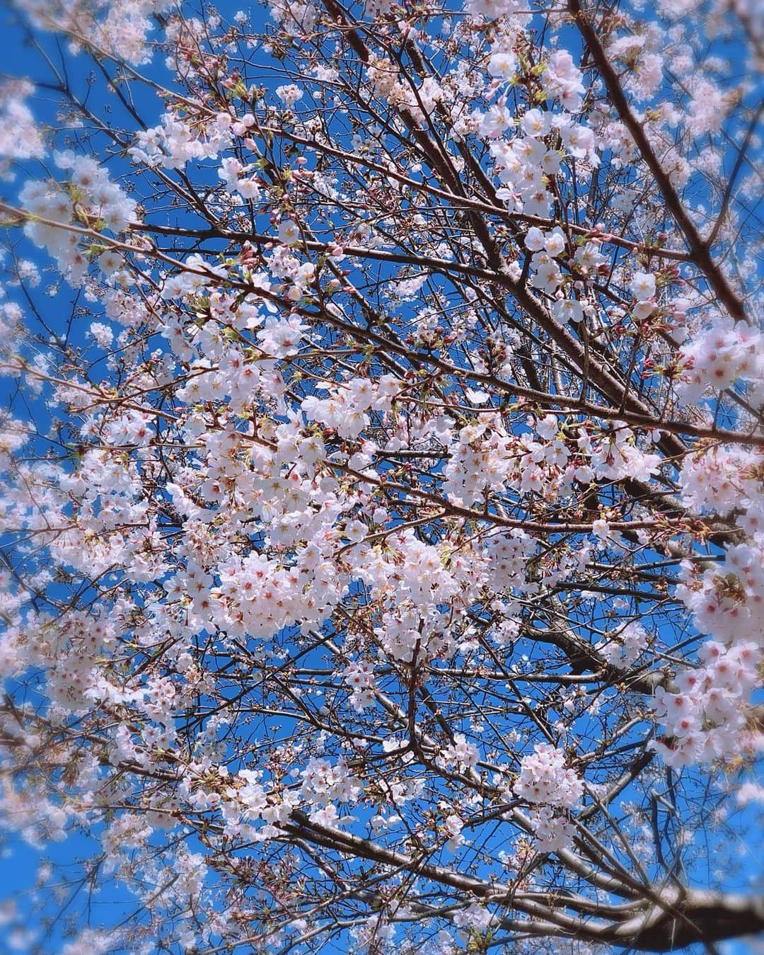 宇月颯さんのインスタグラム写真 - (宇月颯Instagram)「．﻿ ．﻿ SAKURA🌸﻿ ﻿ 地元、埼玉県熊谷市の花でもある桜٭❀*﻿ ”宝塚おとめ”というプロフィール本に15年間好きな花と書き続けた桜٭❀*﻿ 小さいころ家にいた猫の名前もさくら❀.*･ﾟ ﻿ ﻿  #桜#SAKURA#春#Spring﻿ #桜の季節が大好きです﻿ #桜を見て明るい気持ちにな〜れ〜〜〜◡̈⃝︎✿...*ﾟ﻿」3月26日 14時17分 - hayate_uzuki_official