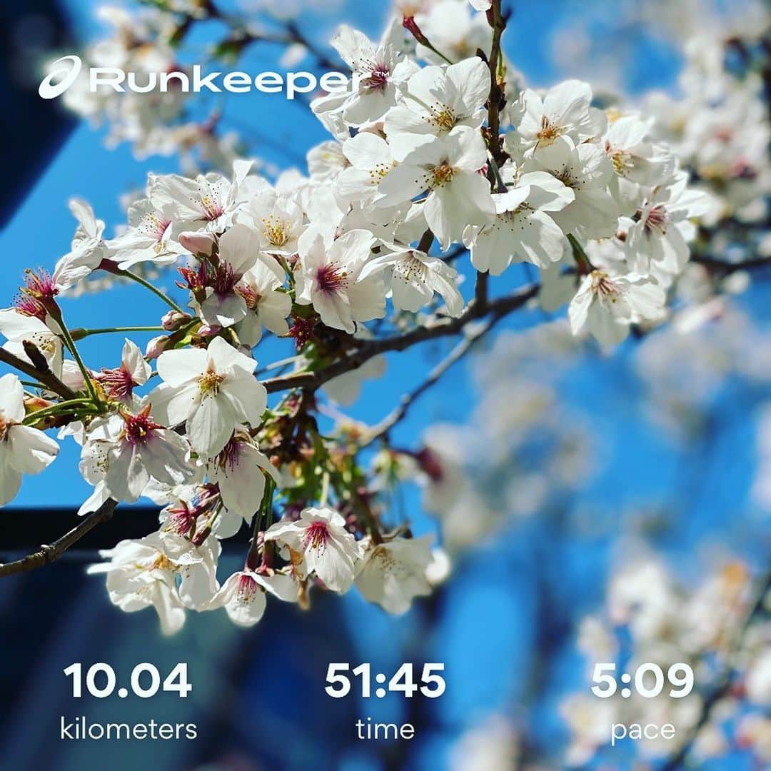のインスタグラム：「皇居RUN♪ #皇居ラン #自粛モード #花見客 #ちらほら #切なげに #満開 #ホントの #春よ来い #2周 #ハシリマスタグラム」