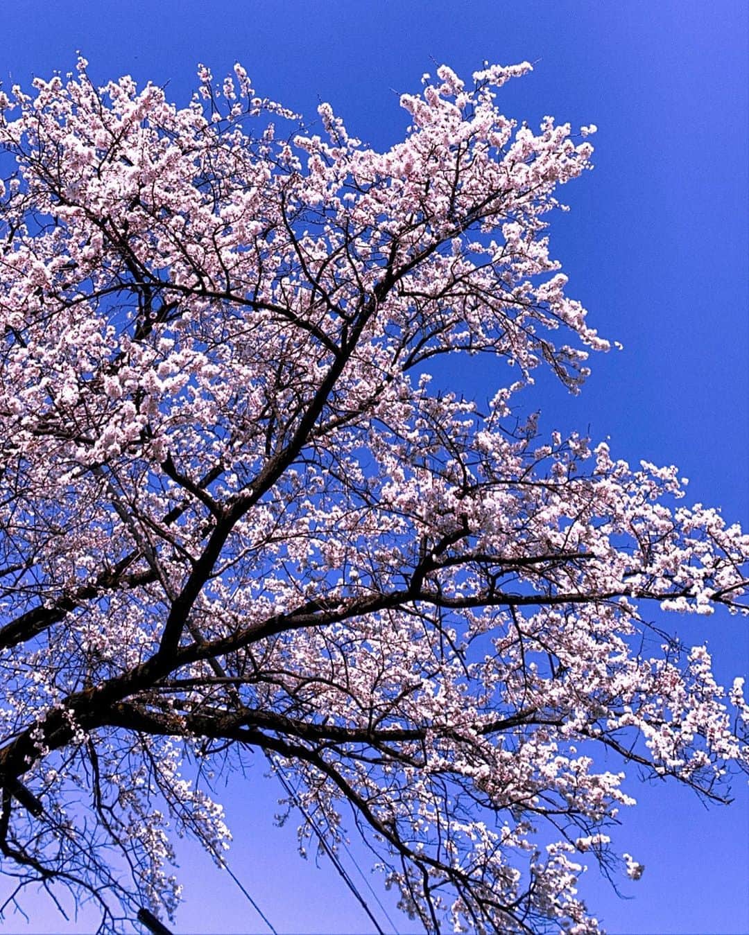 リアノン・ランゲラック（ミッチェル・ランゲラックの妻）のインスタグラム：「First cherry blossom sightings in our street😻🌸 #sakura」
