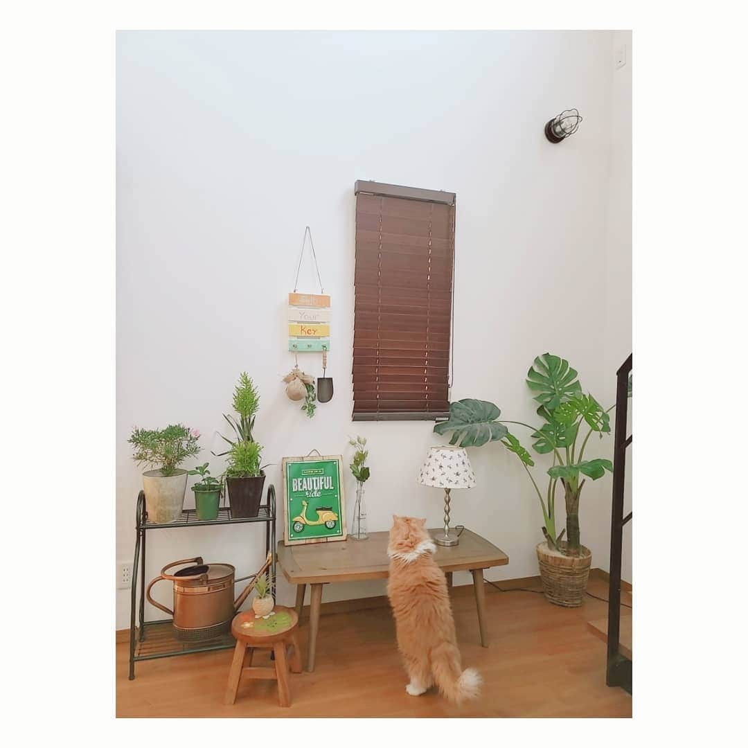 坂本詩緒里さんのインスタグラム写真 - (坂本詩緒里Instagram)「お気に入りのスポットが増えてきた😻🏠 外出禁止令… いろいろ大変だぁ💦  #コロナに負けるな #マイホーム #インテリア #アンティーク #ガーデニング #趣味 #おしゃれ空間 #自宅待機  #家のこと色々やらなきゃ #花のある暮らし #ガーデン #interior #garden #猫のいる暮らし #ねこすたぐらむ #home #掃除しよ #癒し空間」3月26日 14時20分 - jpba529