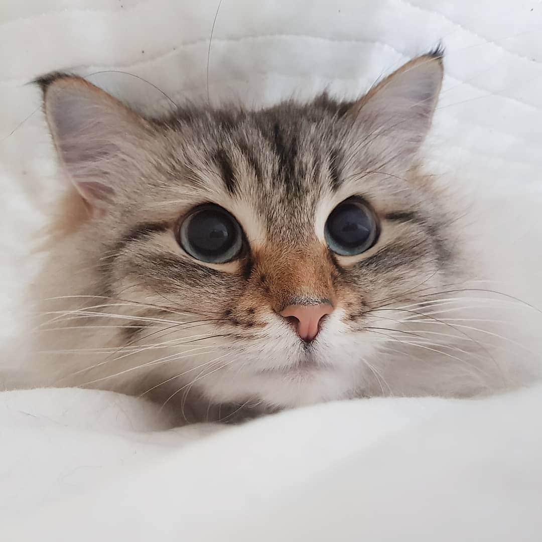 Floraのインスタグラム：「Day 14. Are the humans ever going back to work?!😹😹😹 #cat#igcutest_animals #cat_features #cutepetclub #fluffypack #katt #bestmeow  #weeklyfluff #meow #AnimalAddicts #kittycat #cat #cats #kitten #kittens #kawaii #instacat #calico #neko #winter #snow #2020 #sibiriskkatt #siberiancat」