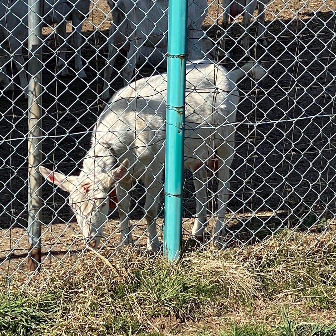 野間美由紀さんのインスタグラム写真 - (野間美由紀Instagram)「佐久の長野牧場、生まれたばかりの子山羊が見られないかなと横を通りましたが、大きい山羊しか見えませんでした。残念。」3月26日 14時59分 - rose_m