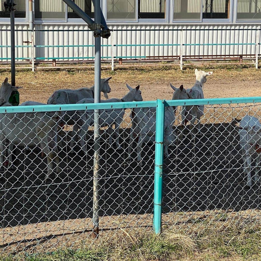 野間美由紀さんのインスタグラム写真 - (野間美由紀Instagram)「佐久の長野牧場、生まれたばかりの子山羊が見られないかなと横を通りましたが、大きい山羊しか見えませんでした。残念。」3月26日 14時59分 - rose_m