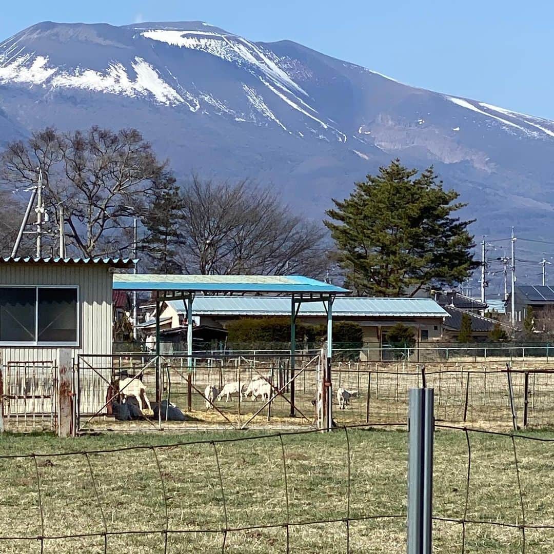 野間美由紀のインスタグラム：「佐久の長野牧場、生まれたばかりの子山羊が見られないかなと横を通りましたが、大きい山羊しか見えませんでした。残念。」