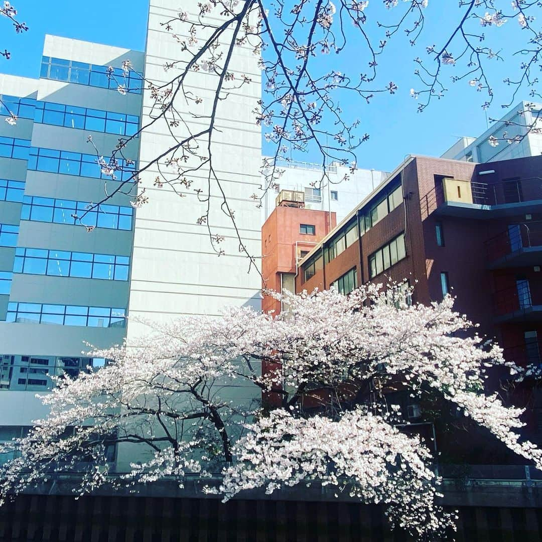 青山志穂さんのインスタグラム写真 - (青山志穂Instagram)「#桜 #さくら #花見 #お花見 #青空 #横浜 #ぽかぽか陽気 #コロナウイルスが早く終息しますように」3月26日 14時56分 - shiho_aoyama_