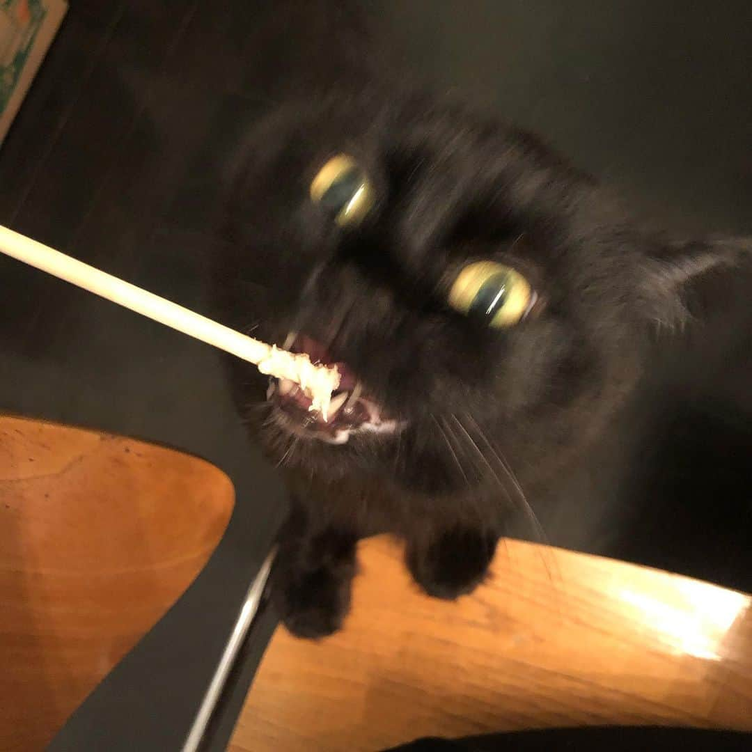 ショーン・ガンのインスタグラム：「Here’s an important picture of my cat eating from a chopstick. #gunnsrandomphoto」