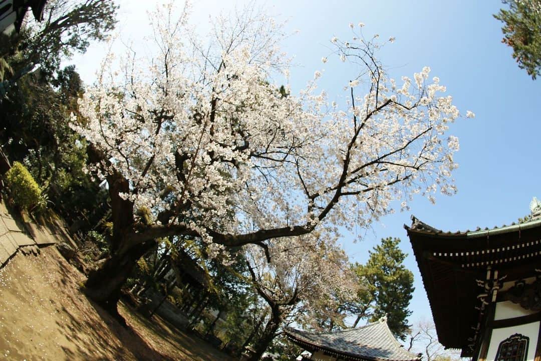 Masackさんのインスタグラム写真 - (MasackInstagram)「ソロで近所の桜を愛でるおじさんぽ。  #桜」3月26日 15時35分 - masackdrum