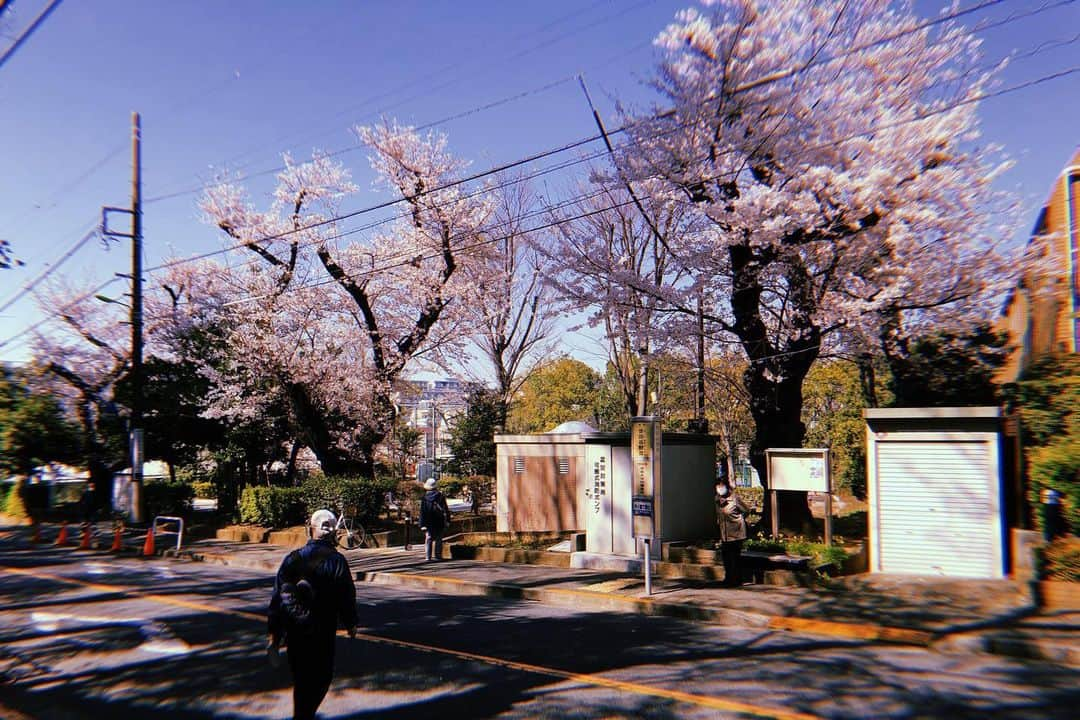 Masackさんのインスタグラム写真 - (MasackInstagram)「ソロで近所の桜を愛でるおじさんぽ。  #桜」3月26日 15時35分 - masackdrum