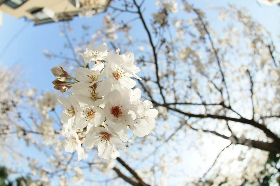 Masackさんのインスタグラム写真 - (MasackInstagram)「ソロで近所の桜を愛でるおじさんぽ。  #桜」3月26日 15時35分 - masackdrum