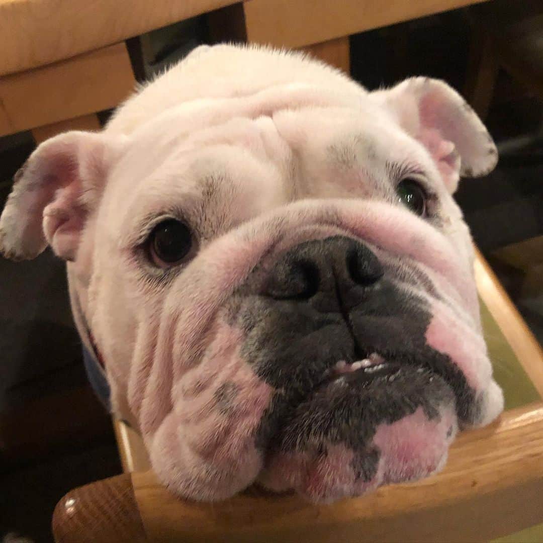 堀田祐美子のグルメインスタ