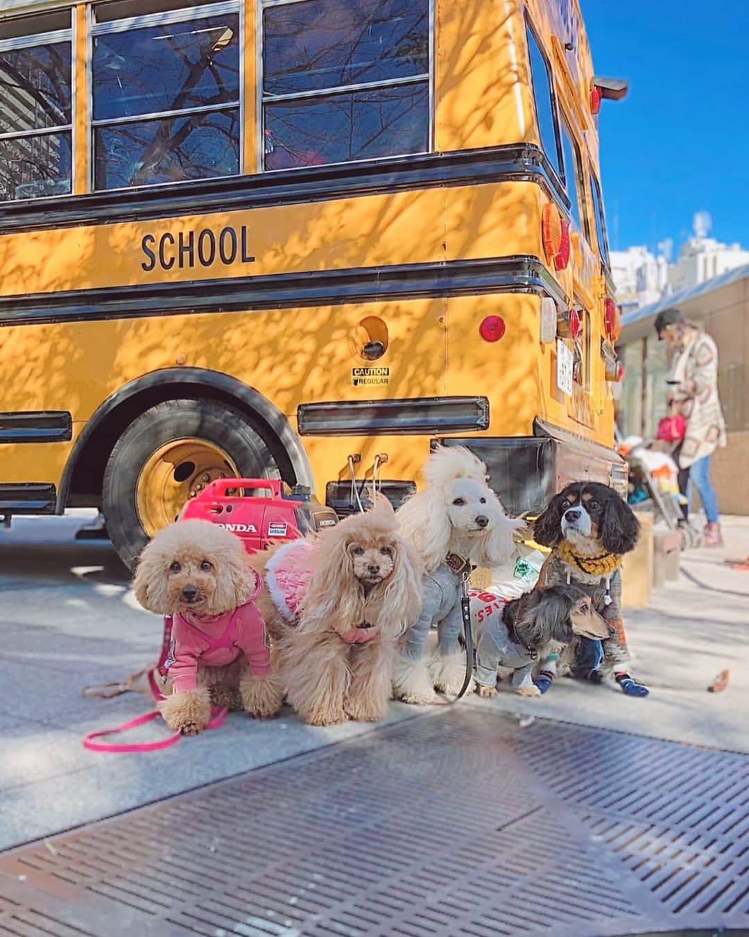 Toypoodle Mikuru?Asakusa Tokyoのグルメインスタ