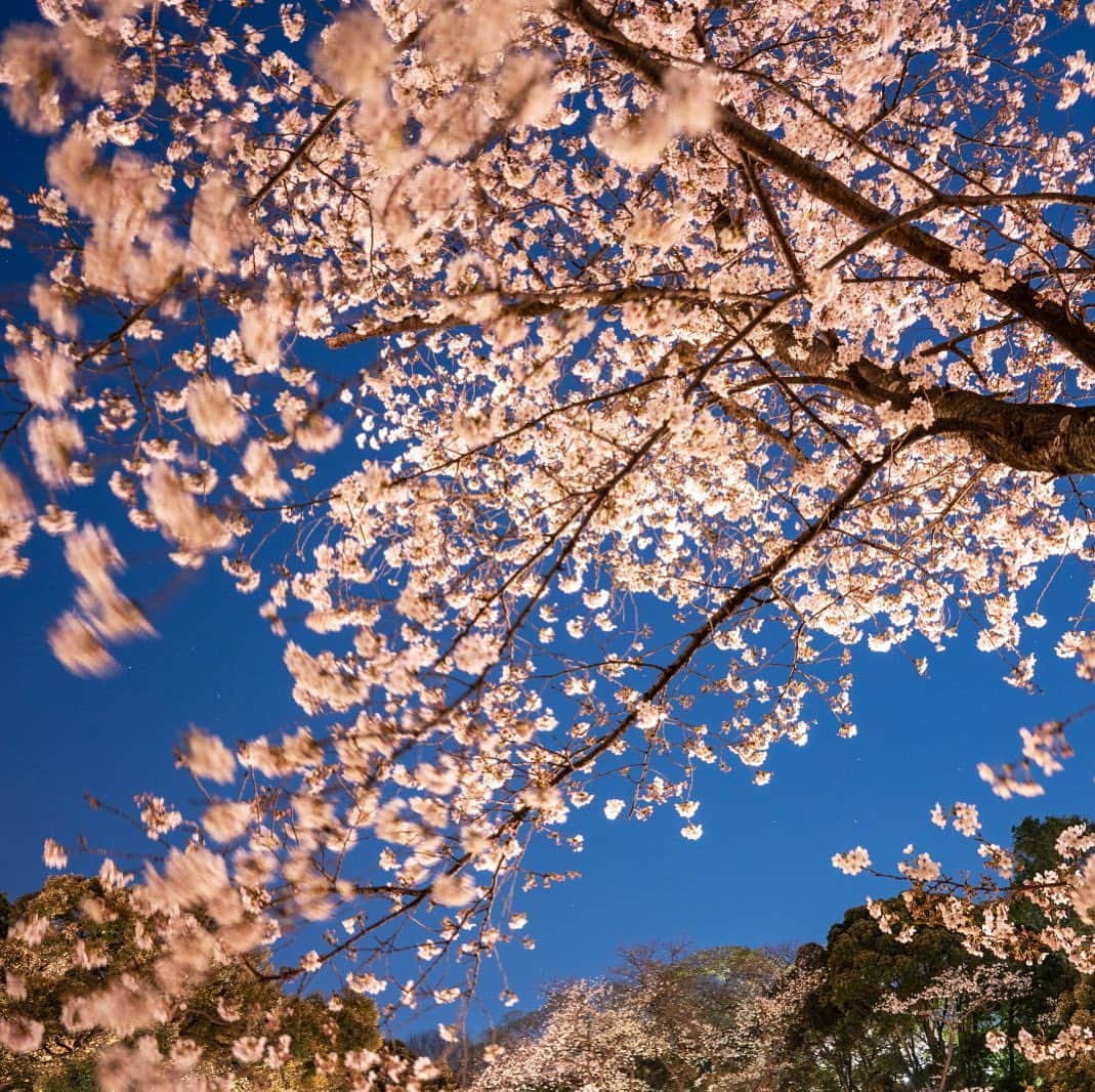 プンクマさんのインスタグラム写真 - (プンクマInstagram)「夜桜。 #桜 #写真 #夜桜 #landscape」3月26日 7時17分 - pnkm913