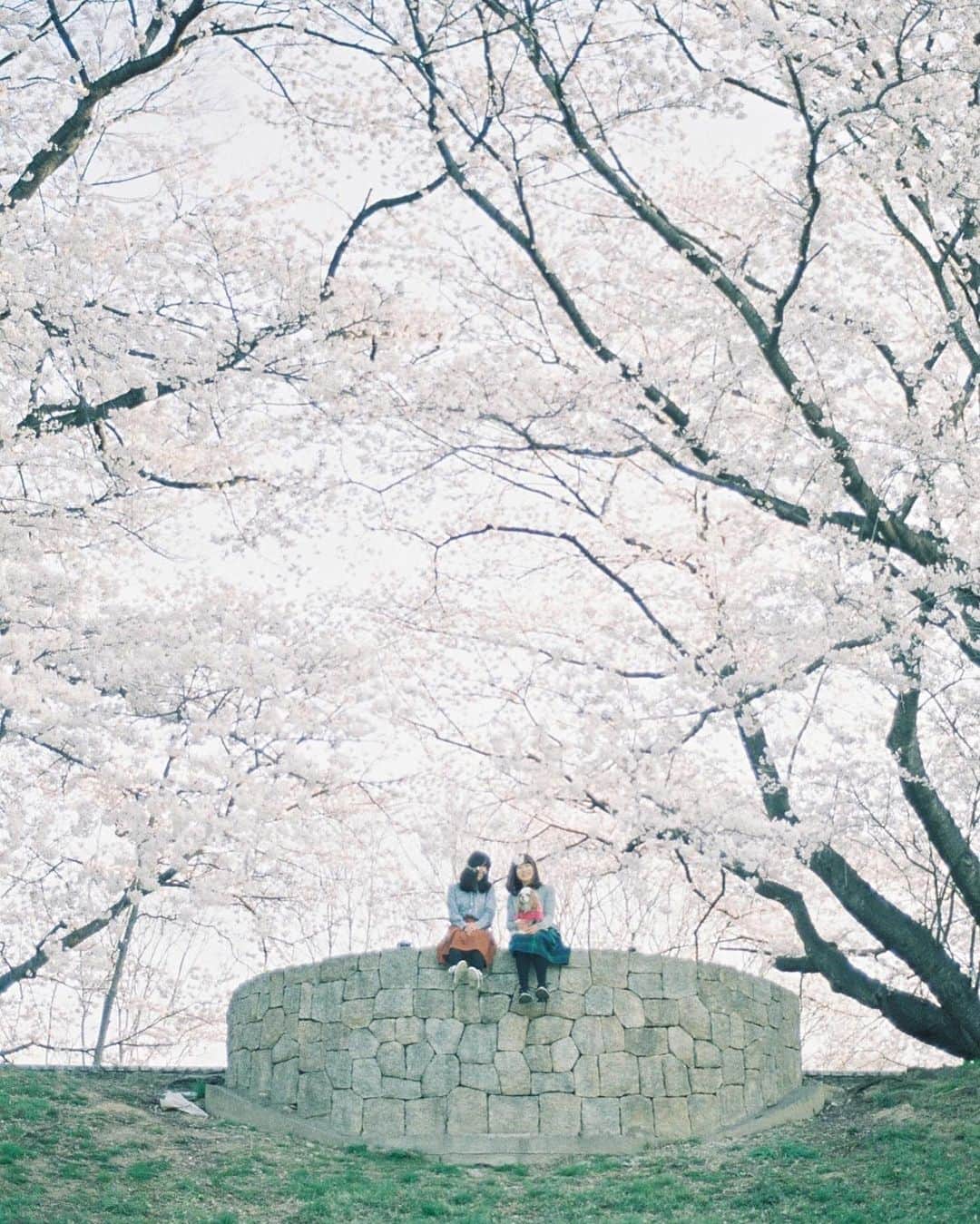 Masaさんのインスタグラム写真 - (MasaInstagram)「. . . . 撮影日 : 2018年3月29日 . #まさ35 #ヤマプリ #35mm #nikonfm2 #instagramjapan #igersjp #tokyocameraclub #film_com #impression_shots #art_of_japan_ #photogenic_jp #film_jp #film #フィルム #filmcamera #filmphotography #photogram_archive #桜 #Cherryblossom #京都 #Kyoto #八幡市 #背割堤 #todays_blue_collection #pof_ig #hibi_jp #dog #犬 #キャバリア #Cavalier」3月26日 7時30分 - masa_nikonist