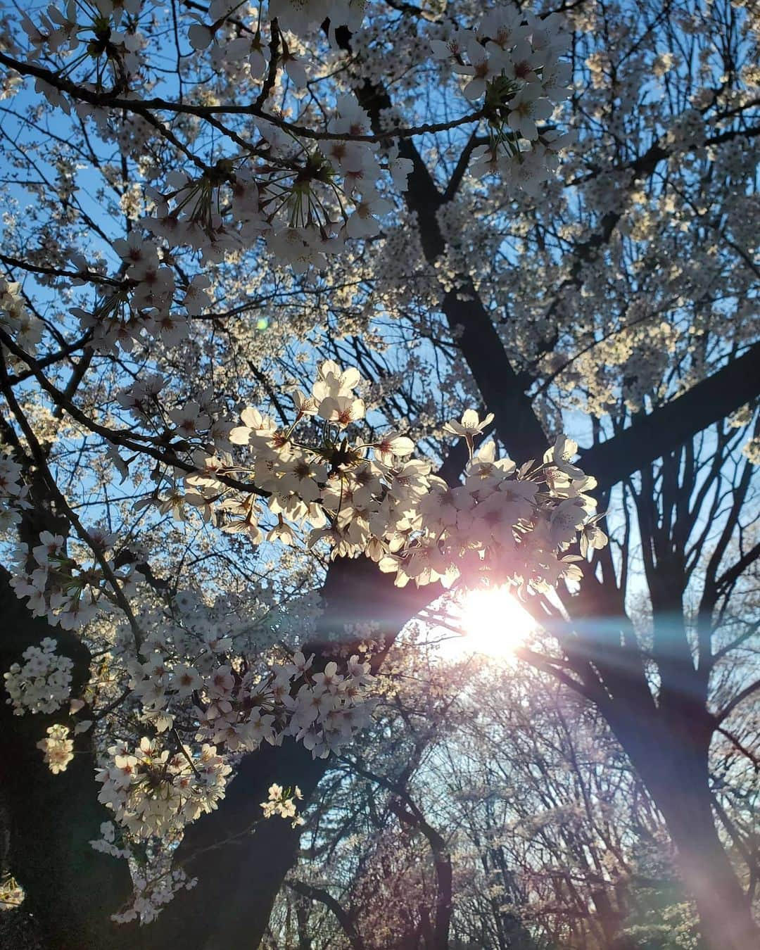 保坂玲奈さんのインスタグラム写真 - (保坂玲奈Instagram)「_______#🌸 . . #代々木公園 はほぼ満開でした✨ . #桜 は1番好きなお花😳 頑張って咲いてくれてありがとうって 気持ちになる😳」3月26日 7時38分 - __renao_0707