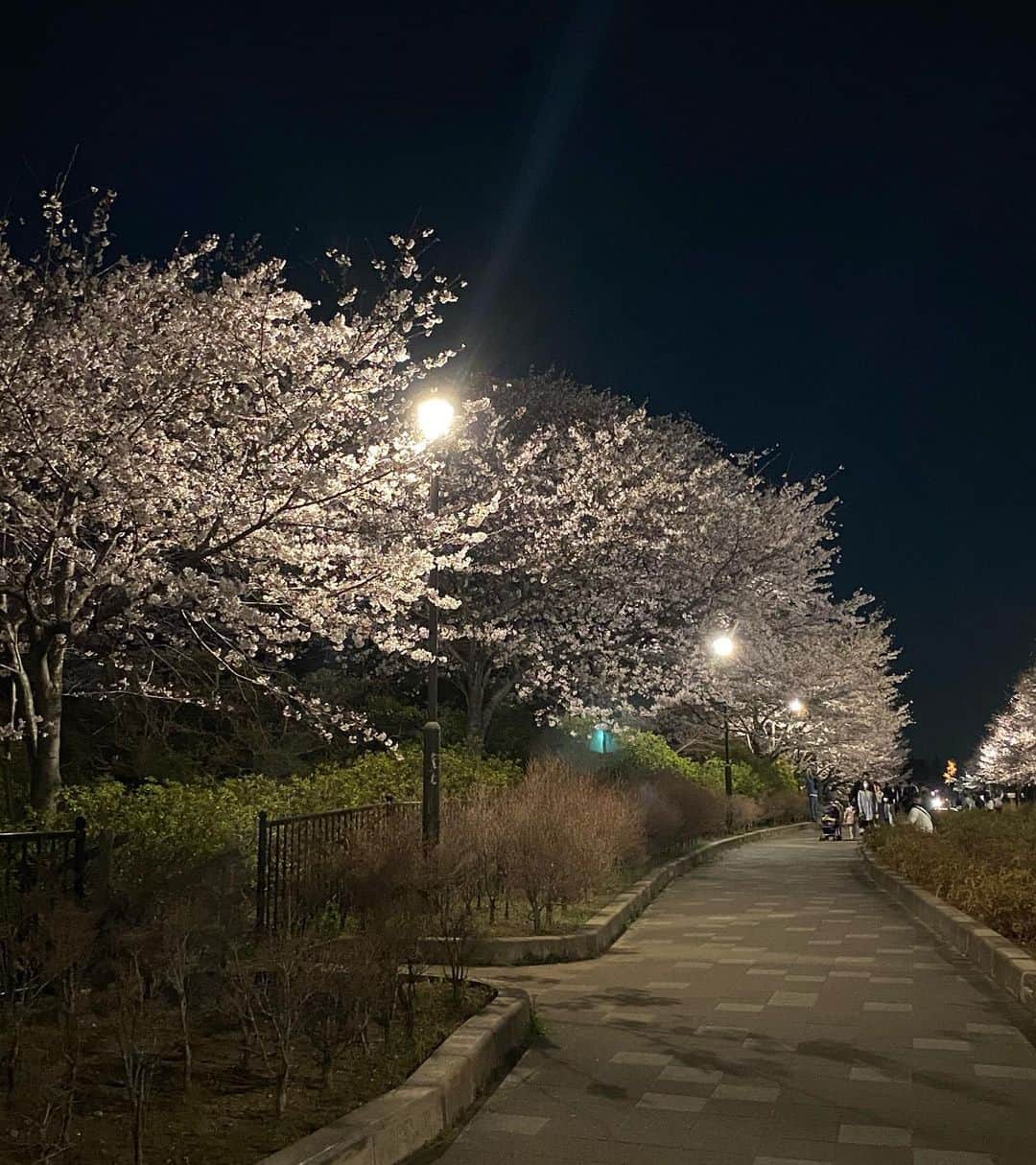 村上りいなさんのインスタグラム写真 - (村上りいなInstagram)「Japanese Sakura.🌸🌸 #sakura #japanese #instagood #followme #桜　#夜桜　#夜桜ライトアップ #beautiful #amazing」3月26日 7時57分 - riina_murakami