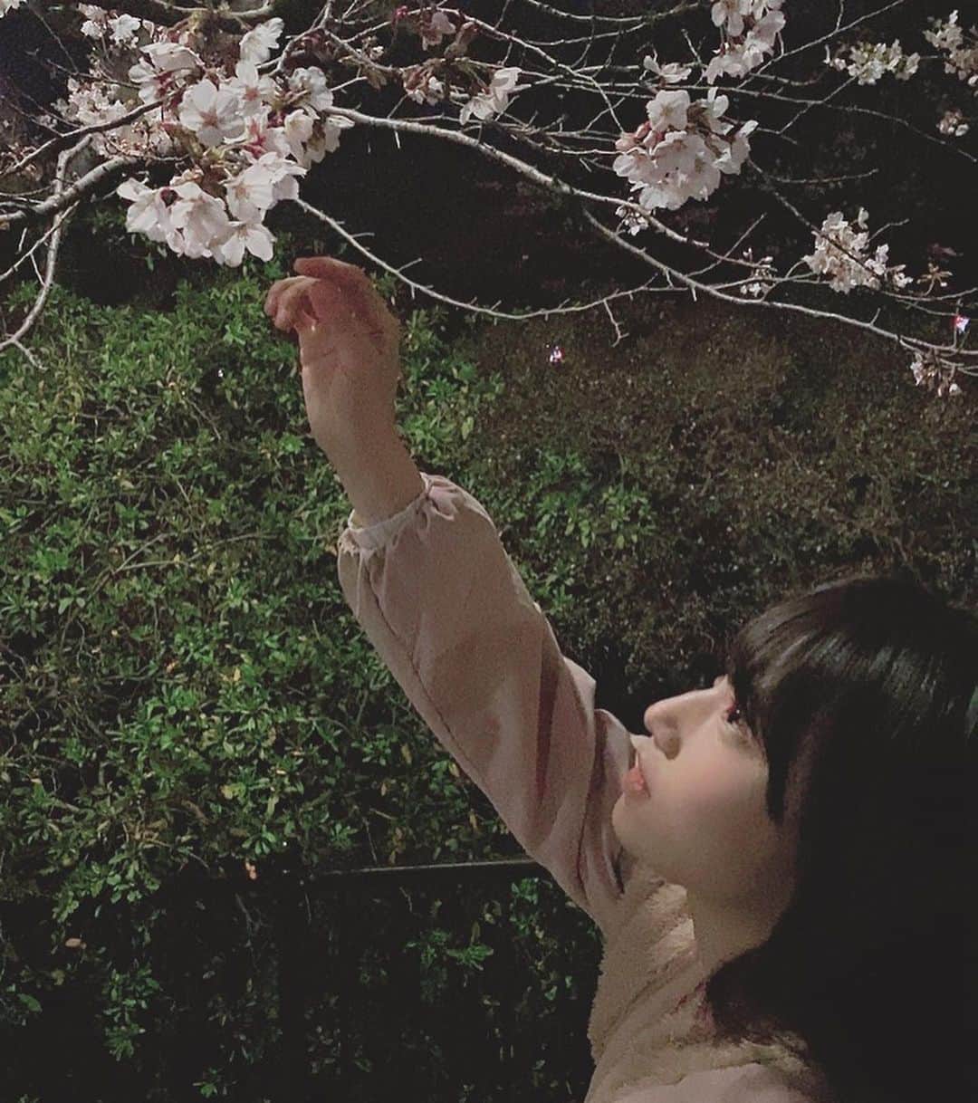 村上りいなさんのインスタグラム写真 - (村上りいなInstagram)「Japanese Sakura.🌸🌸 #sakura #japanese #instagood #followme #桜　#夜桜　#夜桜ライトアップ #beautiful #amazing」3月26日 7時57分 - riina_murakami
