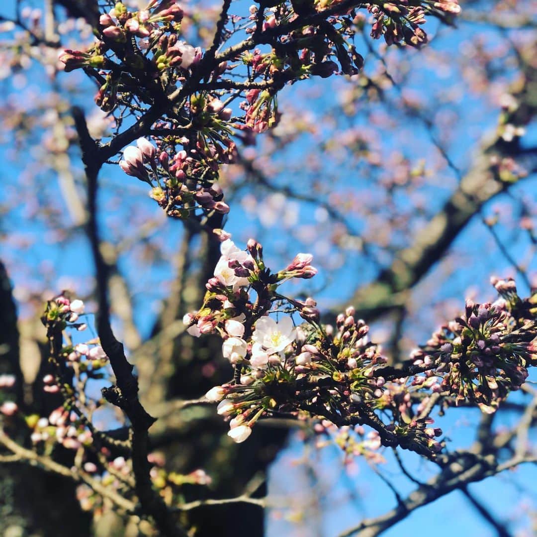 ひうらさとるのインスタグラム：「今日の桜🌸 #cherryblossom  #socialdistancing  #stayhome」