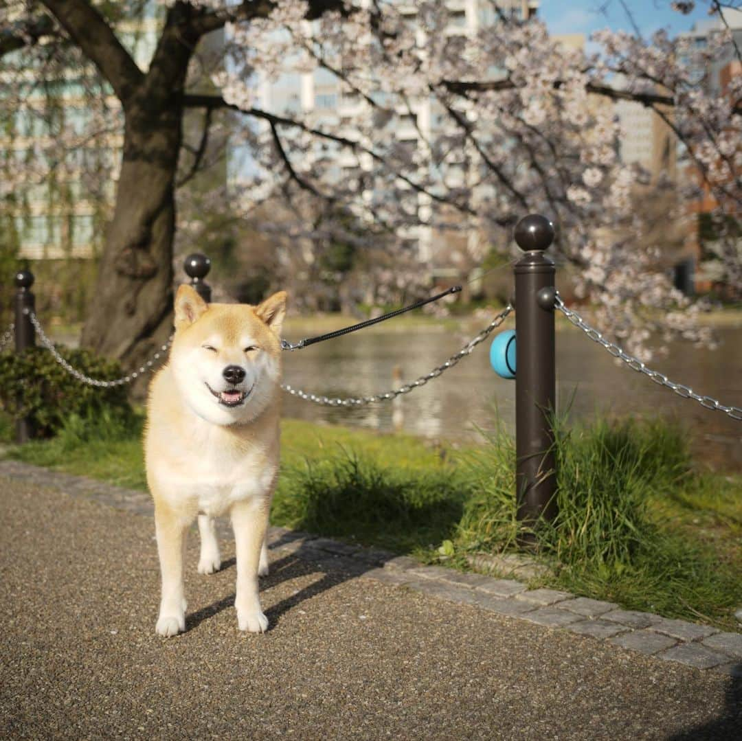 まる（まるたろう）さんのインスタグラム写真 - (まる（まるたろう）Instagram)「Good morning!✨🐶🌸✨お外に出れない人はまるのサクパト写真みてお花見してね〜 #お団子片手に見るといいよ #まるもお呼ばれしたい #分け分けしようね」3月26日 8時50分 - marutaro