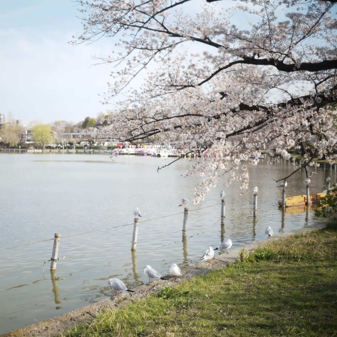 まる（まるたろう）さんのインスタグラム写真 - (まる（まるたろう）Instagram)「Good morning!✨🐶🌸✨お外に出れない人はまるのサクパト写真みてお花見してね〜 #お団子片手に見るといいよ #まるもお呼ばれしたい #分け分けしようね」3月26日 8時50分 - marutaro