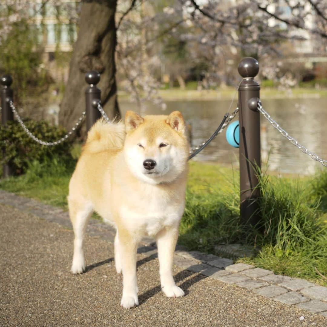 まる（まるたろう）さんのインスタグラム写真 - (まる（まるたろう）Instagram)「Good morning!✨🐶🌸✨お外に出れない人はまるのサクパト写真みてお花見してね〜 #お団子片手に見るといいよ #まるもお呼ばれしたい #分け分けしようね」3月26日 8時50分 - marutaro