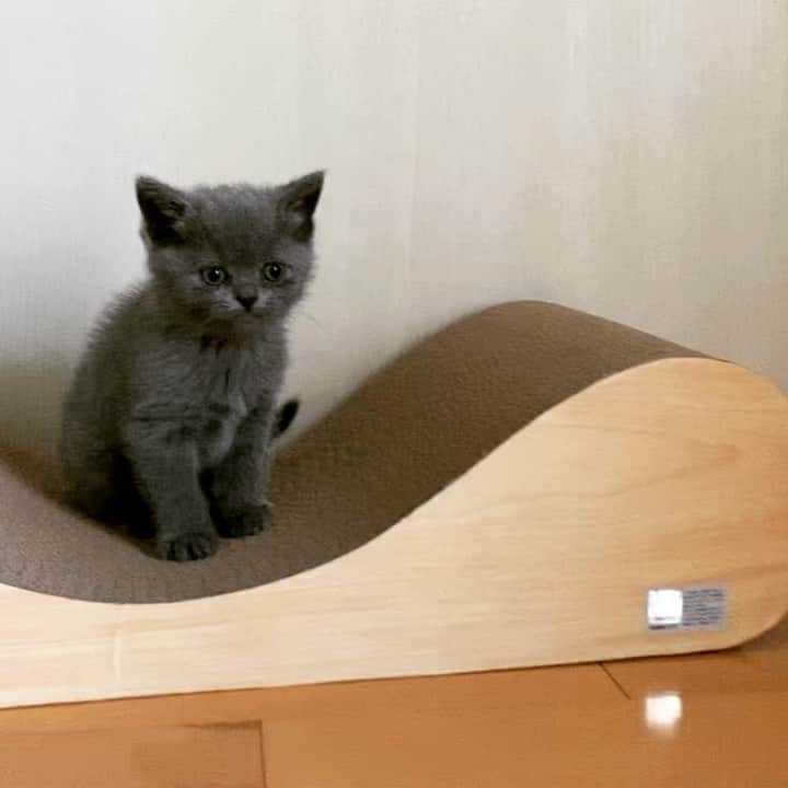 小鳥遊しほのインスタグラム：「昨晩わが家にやってきた、うどんとおそばです。可愛すぎて可愛いすぎるのでアカウントもつくりました。良かったらフォローしてください→ @oudon_and_osoba  昨日はすぐに寝てくれて、今日は朝から離乳食をモリモリ。早速爪とぎでガリガリ。教えてもないのに、すごいなぁ。  2時間2人で遊びつくして今また寝ました。笑  これからよろしくねー！  #猫 #ねこ #子猫 #エキゾチックショートヘア #ブリティッシュショートヘア #catstagram #cat #cats #うどんとおそば」