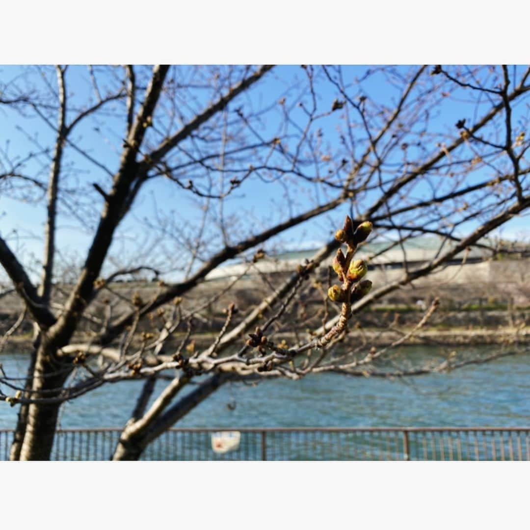 武田訓佳さんのインスタグラム写真 - (武田訓佳Instagram)「・ 桜始開🌸 さくらはじめてひらく ・ ・ 冬を越えたひょろひょろの茶色い枝木に はじめはよく見ないと分からないぐらいの小さな蕾。 それが少しずつ少しずつ膨らんで 茶色の間から緑色が顔をだして それがまた膨らんで 今度はぎゅっと濃縮したみたいな 綺麗なピンク色が見えてきて。 ・ 満開の桜も好きだけど 咲くまでの、この頑張ってる過程が好き。 ・ がんばれ、がんばれ って応援したくなる😌🌸 ・ ・ お仕事終わり ytv前の桜をみてパワーをもらった朝🌱 ・ ・ ・ #七十二侯 #桜始開 #さくらはじめてひらく  #20200325 #昨日でした #🌸 #すまたん #お天気 #お天気キャスター  #春だね #今日もありがとうございました #寒かったよ #はちど #マフラー #そろそろ取られそう #😱 #笑」3月26日 9時26分 - kunika0117