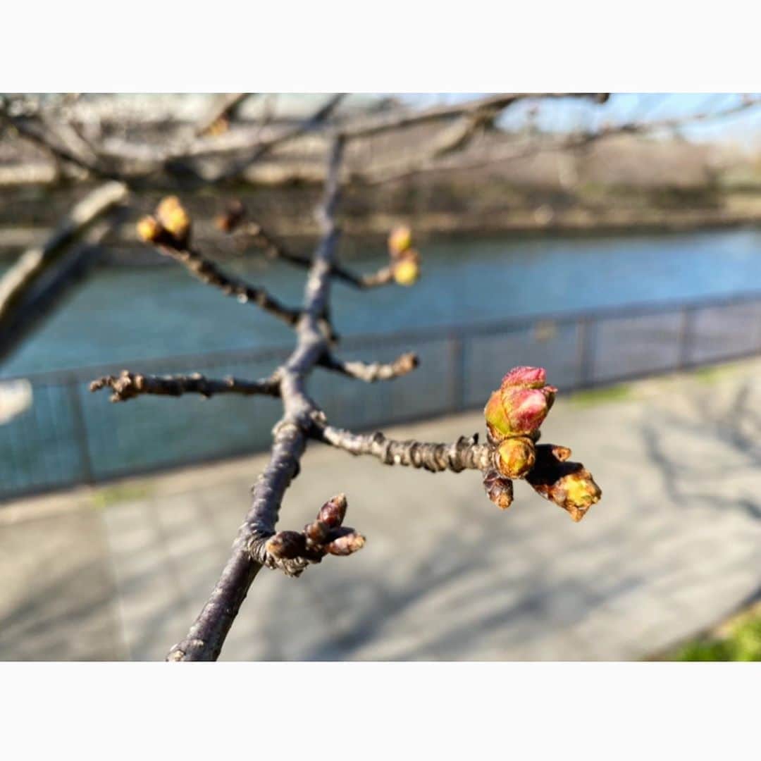 武田訓佳さんのインスタグラム写真 - (武田訓佳Instagram)「・ 桜始開🌸 さくらはじめてひらく ・ ・ 冬を越えたひょろひょろの茶色い枝木に はじめはよく見ないと分からないぐらいの小さな蕾。 それが少しずつ少しずつ膨らんで 茶色の間から緑色が顔をだして それがまた膨らんで 今度はぎゅっと濃縮したみたいな 綺麗なピンク色が見えてきて。 ・ 満開の桜も好きだけど 咲くまでの、この頑張ってる過程が好き。 ・ がんばれ、がんばれ って応援したくなる😌🌸 ・ ・ お仕事終わり ytv前の桜をみてパワーをもらった朝🌱 ・ ・ ・ #七十二侯 #桜始開 #さくらはじめてひらく  #20200325 #昨日でした #🌸 #すまたん #お天気 #お天気キャスター  #春だね #今日もありがとうございました #寒かったよ #はちど #マフラー #そろそろ取られそう #😱 #笑」3月26日 9時26分 - kunika0117