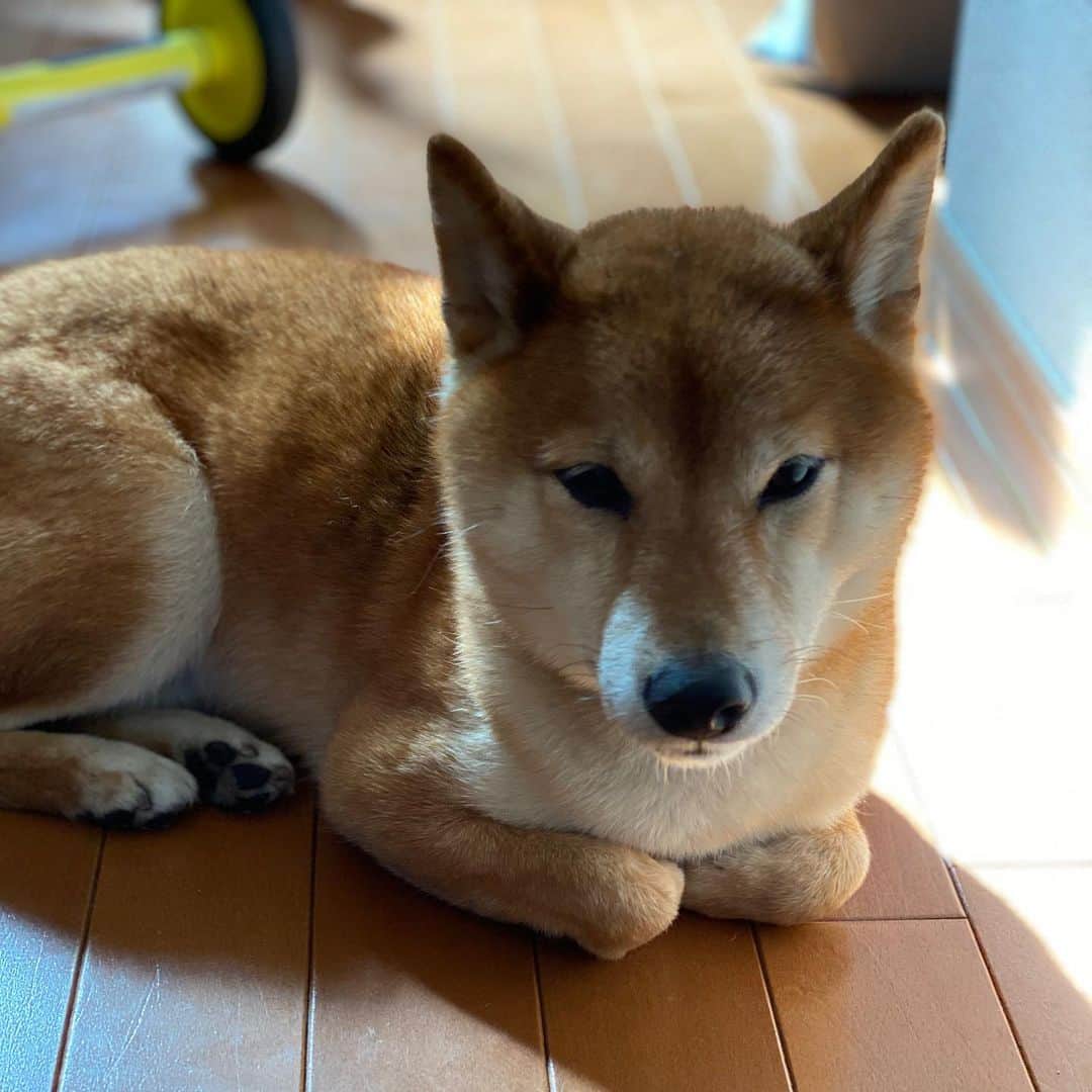 光岡映二さんのインスタグラム写真 - (光岡映二Instagram)「朝から行儀よい #柴犬#しばいぬ #shibainu」3月26日 9時32分 - eijimitsuoka