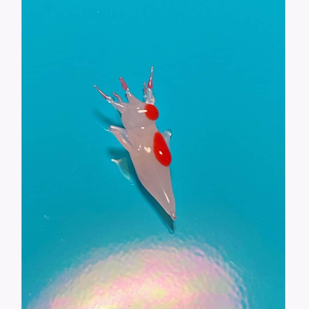 國本未華さんのインスタグラム写真 - (國本未華Instagram)「クリオネが餌を食べる時の姿。 #バッカルコーン　という触手をのばす。 触手の先は赤っぽいのです。 細部にこだわりました。  #クリオネ　#クリオネ増殖計画　#ガラス細工　#クリオネ好き　#ハンドメイド」3月26日 9時45分 - kunimoto_mika