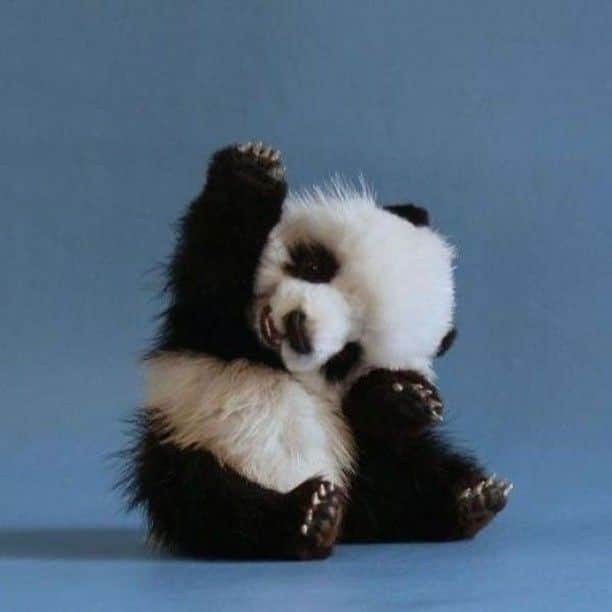 Baby Animalsさんのインスタグラム写真 - (Baby AnimalsInstagram)「Baby panda says hello!」3月26日 10時12分 - thebabyanimals