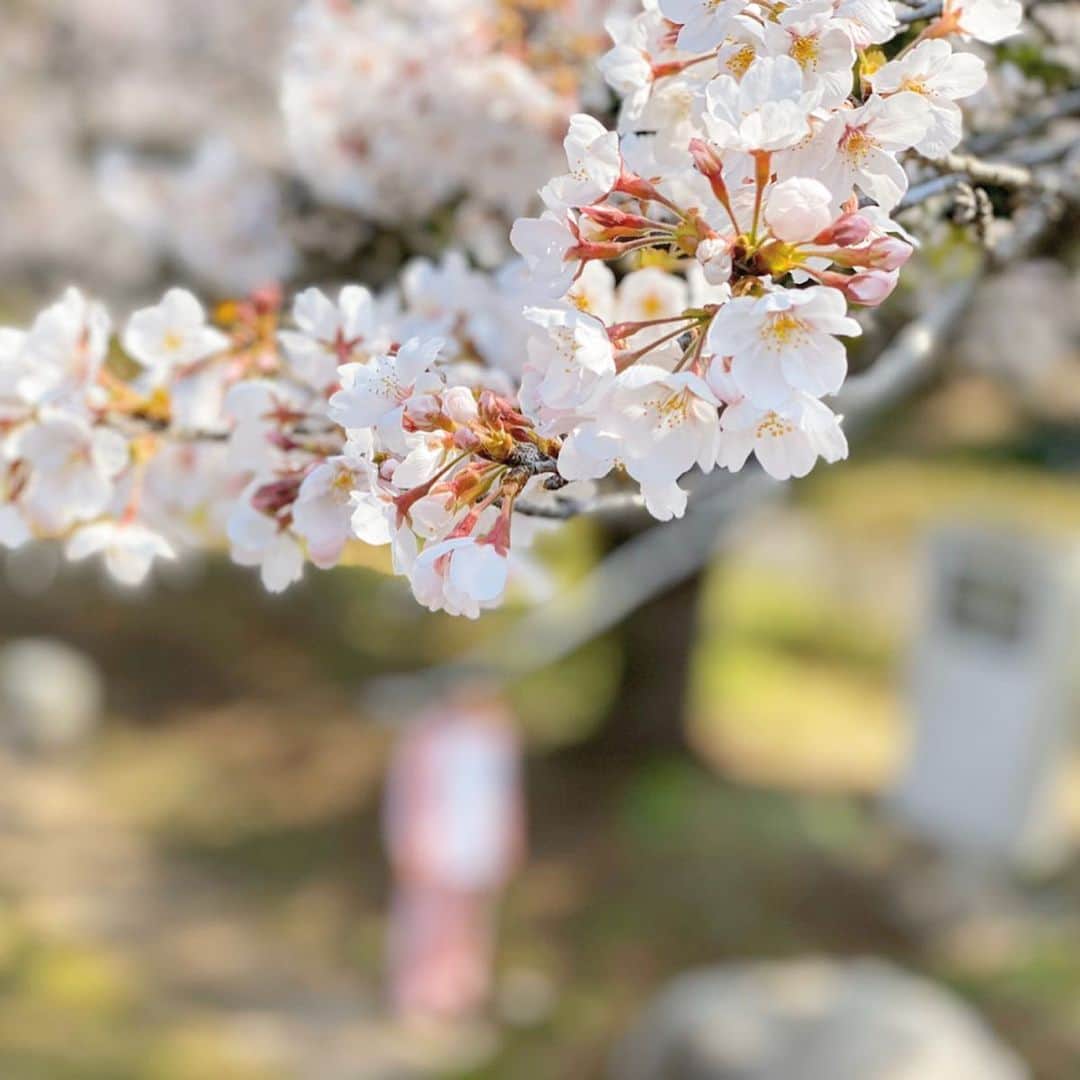 マキ・コニクソンさんのインスタグラム写真 - (マキ・コニクソンInstagram)「よゐこの濱口さんから ↓  世界が協力して一つに ならなきゃですね  日本の桜を 楽しみにしていた方々に 少しだけですが💦 届けて下さい😆😆😆 ↑  と、桜のお写真を送って下さいました。 濱口さんは本当に本当に優しくて紳士で私の癒しです。大好きです！❤️ この写真で当分”Stay-At-Home”生活いけます！大丈夫です！🌸👍🏼 濱口さん、ハワイ頑張ります！🌺 思いやり有難う御座いました！🙏🏻 #エアジャパン🌸 #頑張れハワイ！#頑張れ世界🌏  #濱口さん大好き❤#stayhome」3月26日 15時52分 - makikonikson