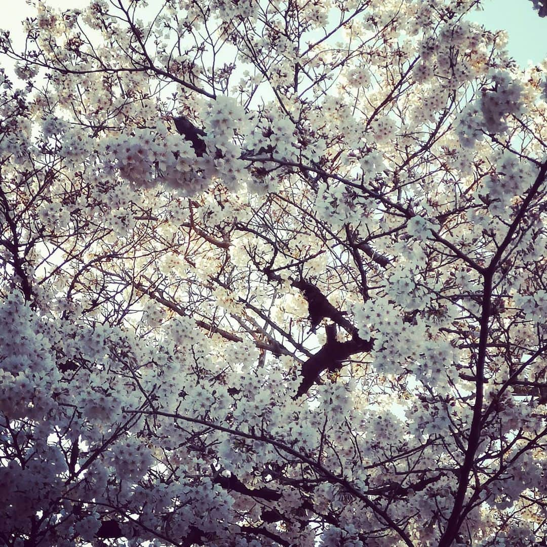 高見こころさんのインスタグラム写真 - (高見こころInstagram)「🌸🌸🍺🌸🌸 #cherryblossom #viewing #warking #withbeer #kamikatz #kamikatzbeer」3月26日 15時47分 - cocoro_takami