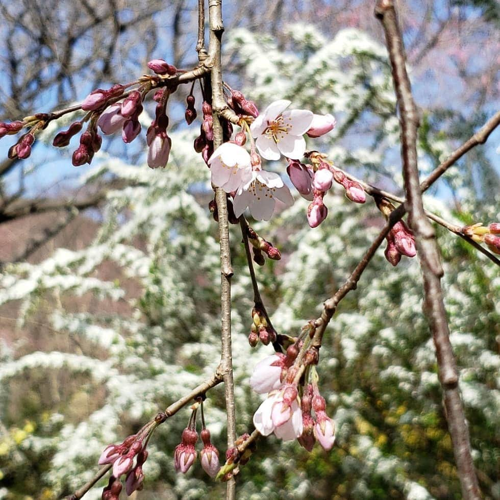 City of Kyoto Official Accountのインスタグラム：「昨日(3/25)の原谷苑さんの桜の様子です。 桜だよりを更新したので、ご参考ください！ 桜だより　https://ja.kyoto.travel/flower/sakura/  #京都 #原谷苑 #京都ジェニック  #未来に残したい京都  #京都好きな人と繋がりたい #とっておきの京都 #京都桜2020 #京都桜パトロール2020  オフィシャルサイト「京都観光NAVI」 http://ja.kyoto.travel  #visitkyoto #kyotogenic #kyototravel #art_of_japan #japan_of_insta #loves_united_kyoto #japantrip #kyototrip #ig_kyoto #kyoto_style #springinkyoto #cherryblossom #weepingcherry Kyoto Official Travel Guide http://kyoto.travel/en」