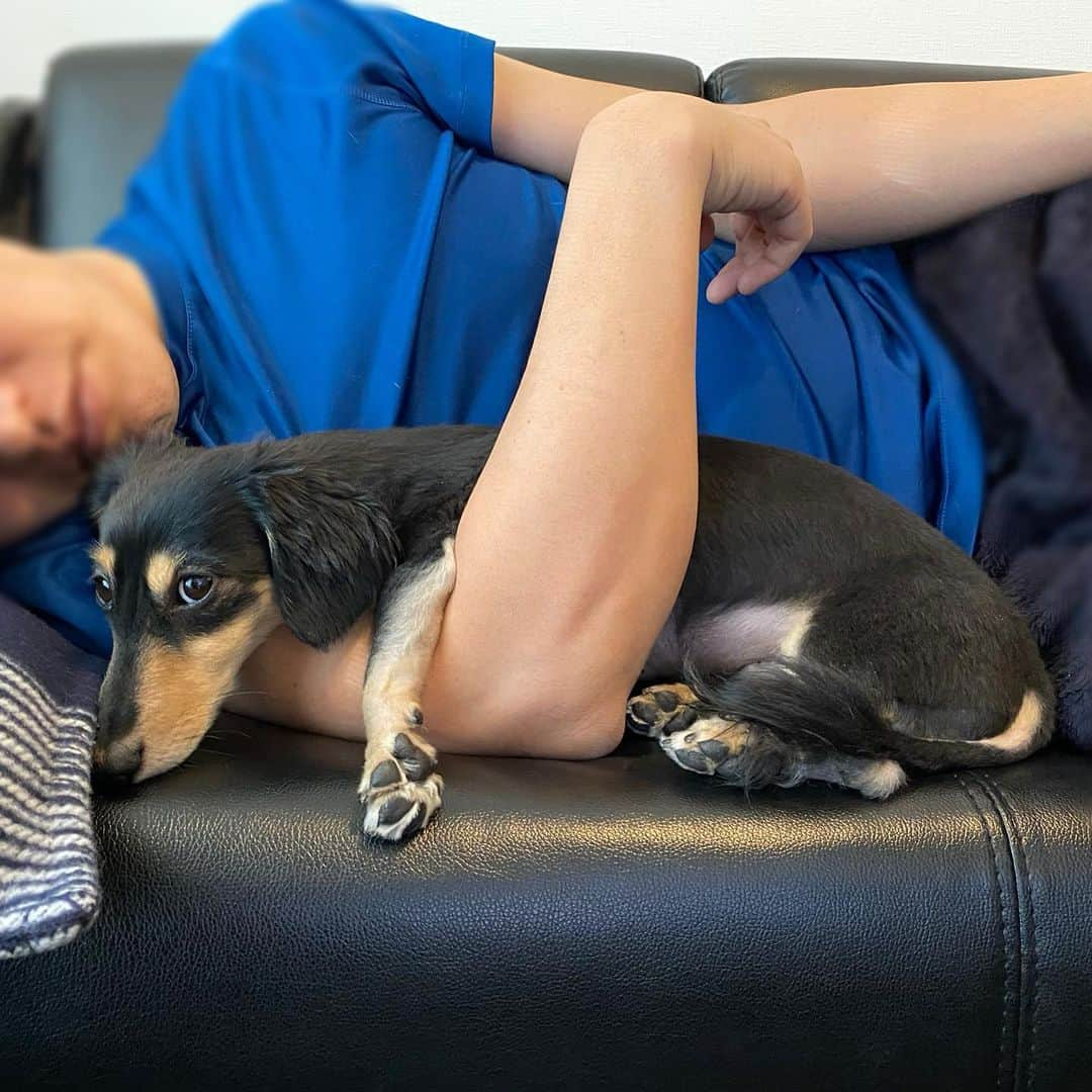 来栖あつこさんのインスタグラム写真 - (来栖あつこInstagram)「昨夜のムー&夫🐶🥱﻿ 男子チーム。﻿ ﻿ ムーちゃんの前足、可愛い🐾﻿ ﻿ ﻿ #犬猫共存 #ムーちゃん #ムシャ ﻿ #dog  #ダックスフンド #dackshund ﻿ #犬 #狗 #개 #Hund #cane #chien ﻿ #miniaturedachshund ﻿ #ミニチュアダックスフンド ﻿ #dogstagram ﻿ ﻿#ムーパパ #ポジション争奪戦」3月26日 10時48分 - atsukokurusu