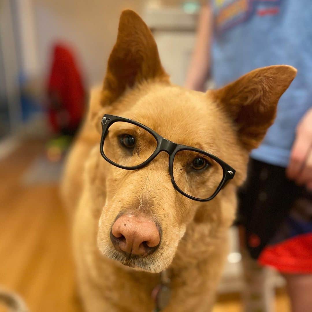 マイケル・グラント・テリーのインスタグラム：「One is sophisticated. The other likes to roll in mud. #dogsofinstagram」