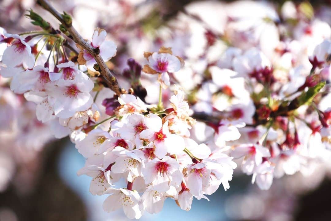 墨田区さんのインスタグラム写真 - (墨田区Instagram)「墨堤の桜はほぼ満開！🌸🌸 #菜の花　とのコラボレーションも楽しめます！  #墨堤のさくらまつりはコロナの影響で中止😢  #コロナで花見できない人はインスタ見てね #桜　#青空 #cherryblossom　#photo　#photography　#tokyo #bluesky　 #墨田区 #すみだ　#sumida　#tokyo　#東京　#follow　#いいね」3月26日 11時29分 - sumida_official