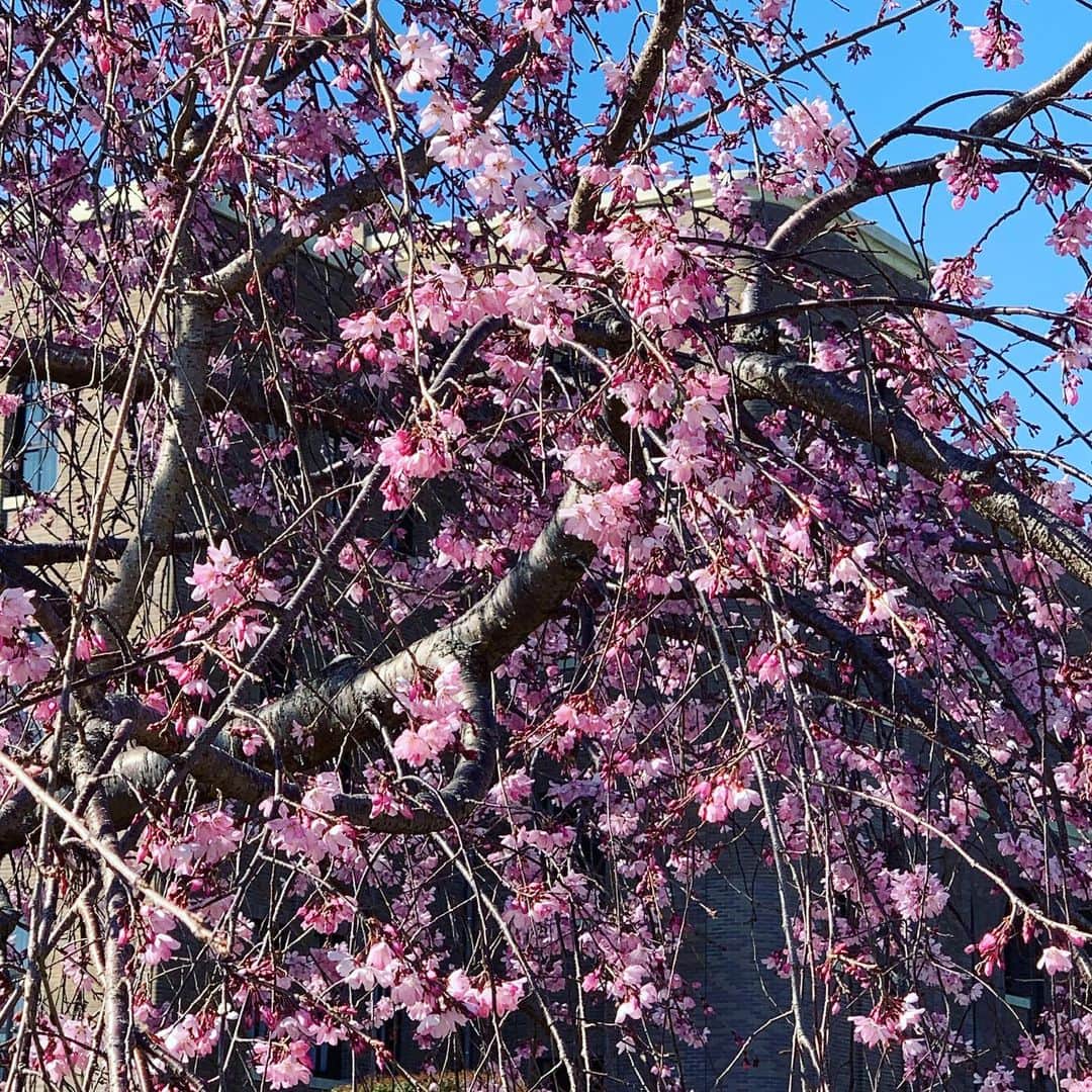 伊豆蔵将太さんのインスタグラム写真 - (伊豆蔵将太Instagram)「昨日の#アップ ！中継は#鶴舞公園 の#桜 。 今年も咲き始めました。 . けれど全てが例年通りとはいきません。 宴会は自粛、露店も出ていない状況ではありますが、 散歩しながらゆっくり桜を見て回るのもいいかもしれませんね🌸 . 桜以外にも、たくさんの花が綺麗に咲いていました。 . そして今日のアップ！で、私の中継担当回は最後となります。 今日は岡崎の桜をご紹介します。 楽しく、最後も全力でお伝えします！ 是非ご覧ください☺️ . . #メーテレ #アナウンサー #伊豆蔵将太」3月26日 11時32分 - shota_izukura_nbn