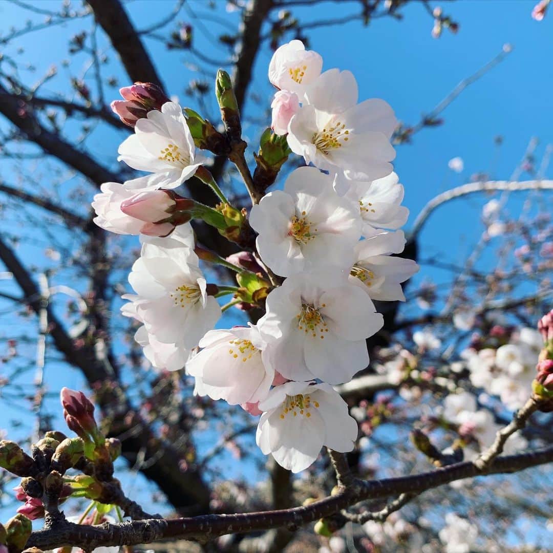 伊豆蔵将太のインスタグラム：「昨日の#アップ ！中継は#鶴舞公園 の#桜 。 今年も咲き始めました。 . けれど全てが例年通りとはいきません。 宴会は自粛、露店も出ていない状況ではありますが、 散歩しながらゆっくり桜を見て回るのもいいかもしれませんね🌸 . 桜以外にも、たくさんの花が綺麗に咲いていました。 . そして今日のアップ！で、私の中継担当回は最後となります。 今日は岡崎の桜をご紹介します。 楽しく、最後も全力でお伝えします！ 是非ご覧ください☺️ . . #メーテレ #アナウンサー #伊豆蔵将太」