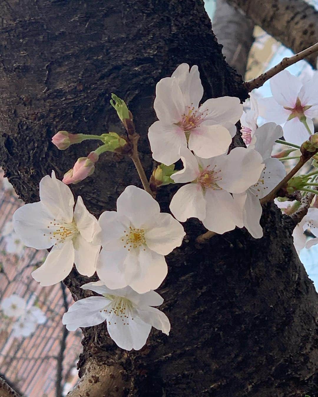 前田真理子のインスタグラム：「編集所に向かう途中に綺麗な桜を見つけました🌸  ナレーションを担当している「今日からやる会議」。 この番組から生まれた 「池の水サイダー」🥤 とにかく臭いけど、美味しい！らしく…ヴィレッジヴァンガードさんのオンラインストアでも予約注文が出来ますので ぜひチェックしてみて下さい😊  私もどこかのタイミングで飲んでみます🧟‍♀️ #今日からやる会議#池の水サイダー#ナレーション#桜#villagevanguard」
