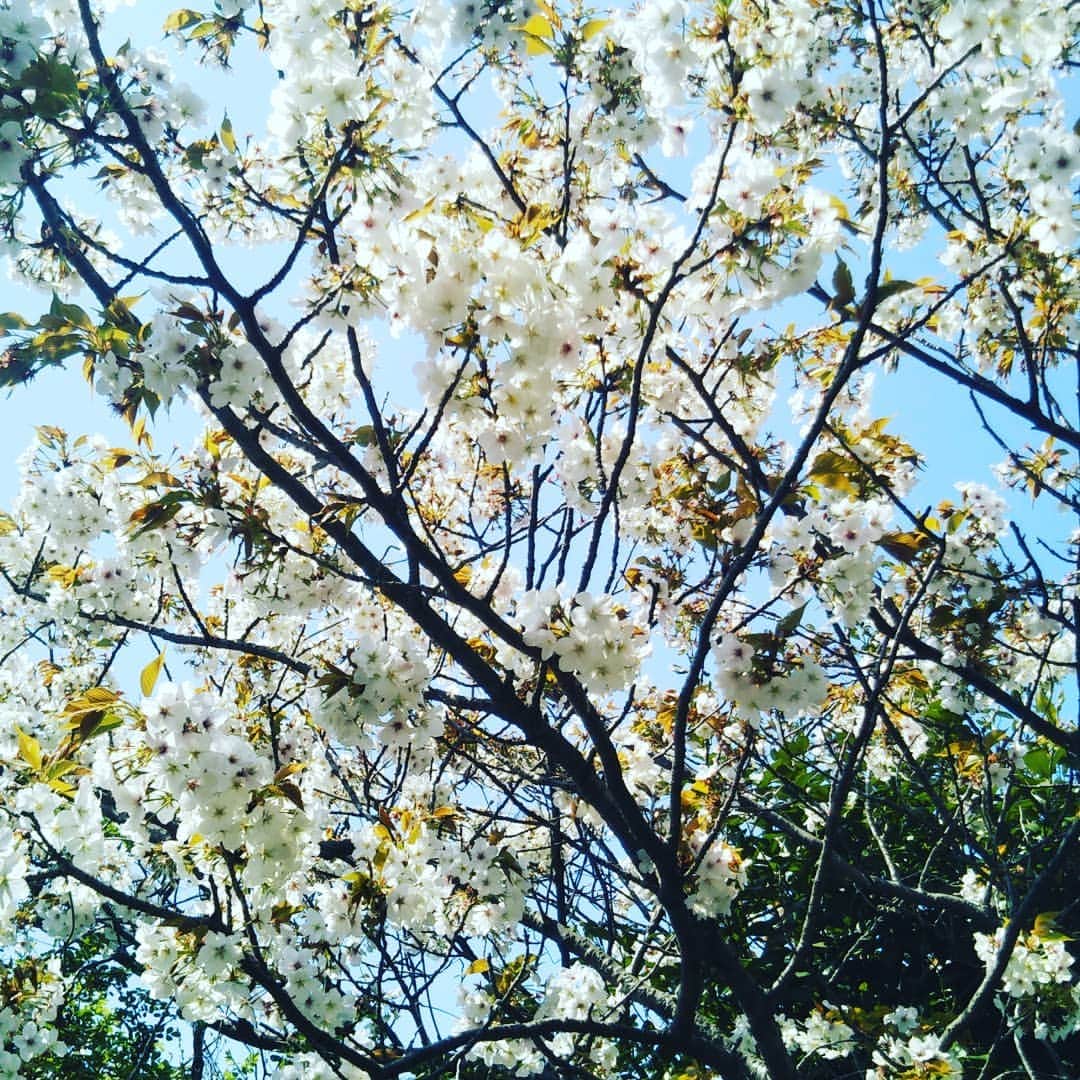 タクマ（コロナナモレモモ）のインスタグラム：「よくね？  #桜 #お花 #とうとうあげちゃった #インスタに #お花 #そんなによくもない #けどそこがいい #五分咲の #お花」