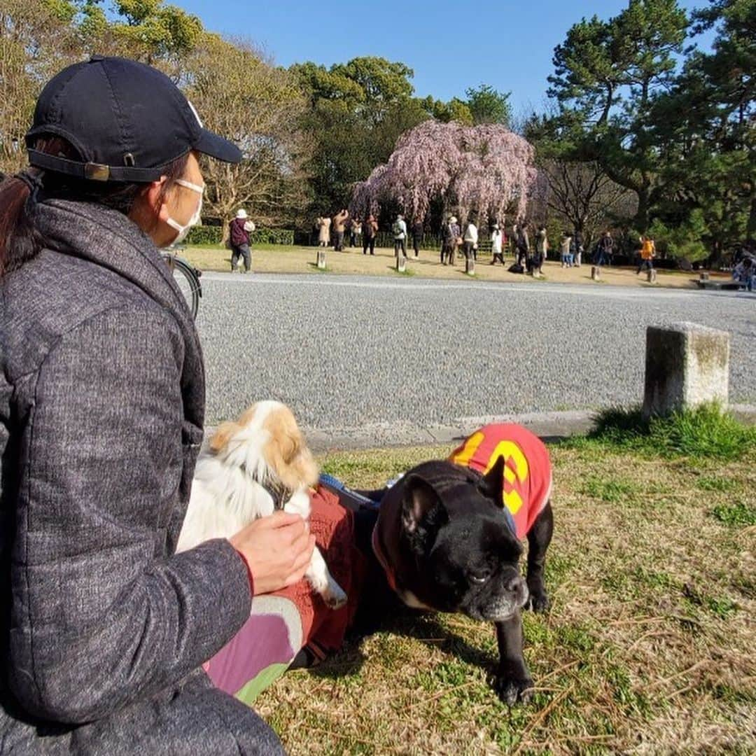 杉本彩さんのインスタグラム写真 - (杉本彩Instagram)「* * 先週の初めに御所に散歩に行ってきました。  小梅がいない散歩は、やっぱり寂しいですが、  きなことでんじろうと一緒に、きれいな桜を見ながら散歩できる、そんな何気ない日常に、いっそうの感謝の思いが胸に沁み渡ります✨  #御所 #京都御所 #散歩 #何気ない日常に感謝  #Chihuahua #frenchbulldog」3月26日 12時28分 - sugimoto_aya0719