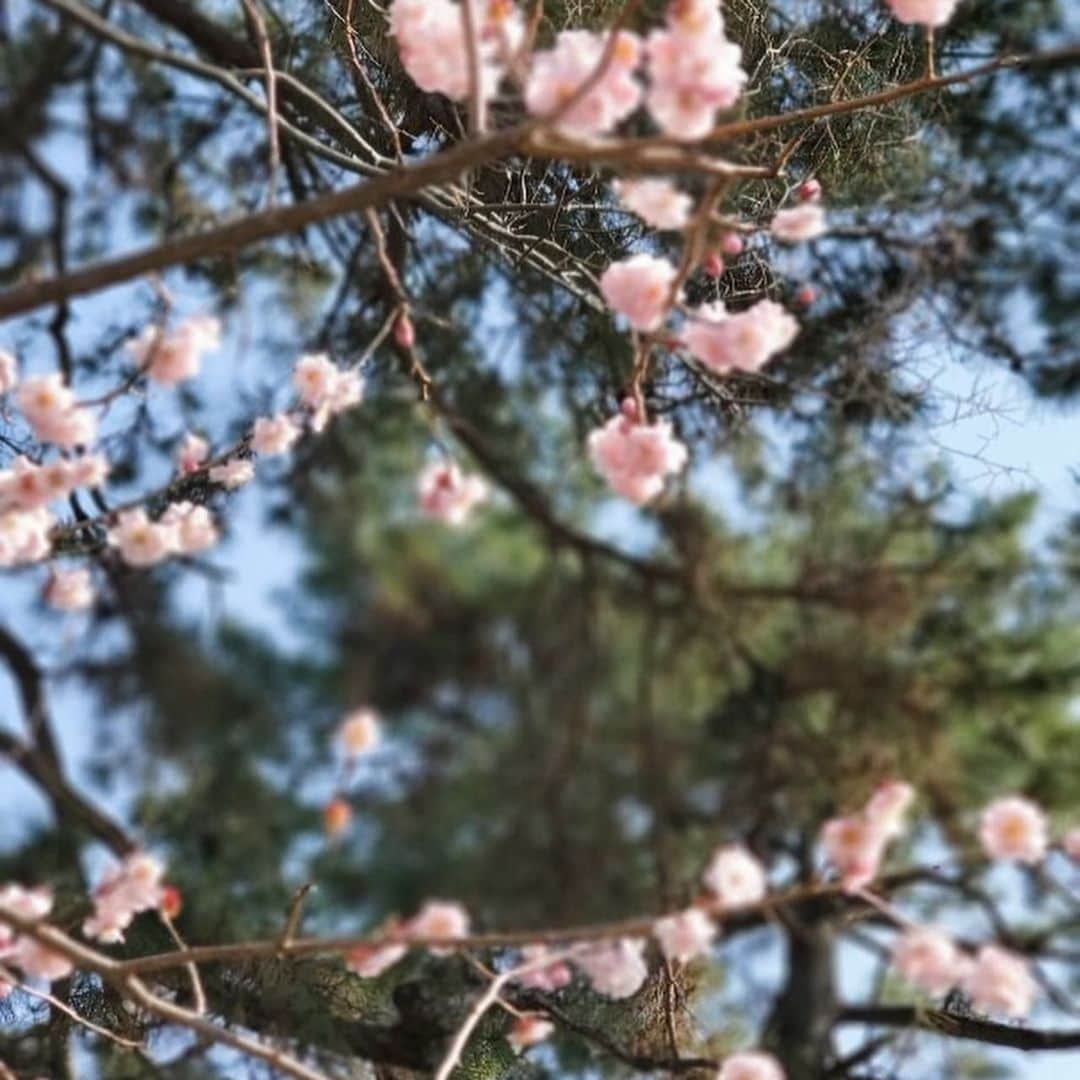杉本彩さんのインスタグラム写真 - (杉本彩Instagram)「* * 先週の初めに御所に散歩に行ってきました。  小梅がいない散歩は、やっぱり寂しいですが、  きなことでんじろうと一緒に、きれいな桜を見ながら散歩できる、そんな何気ない日常に、いっそうの感謝の思いが胸に沁み渡ります✨  #御所 #京都御所 #散歩 #何気ない日常に感謝  #Chihuahua #frenchbulldog」3月26日 12時28分 - sugimoto_aya0719