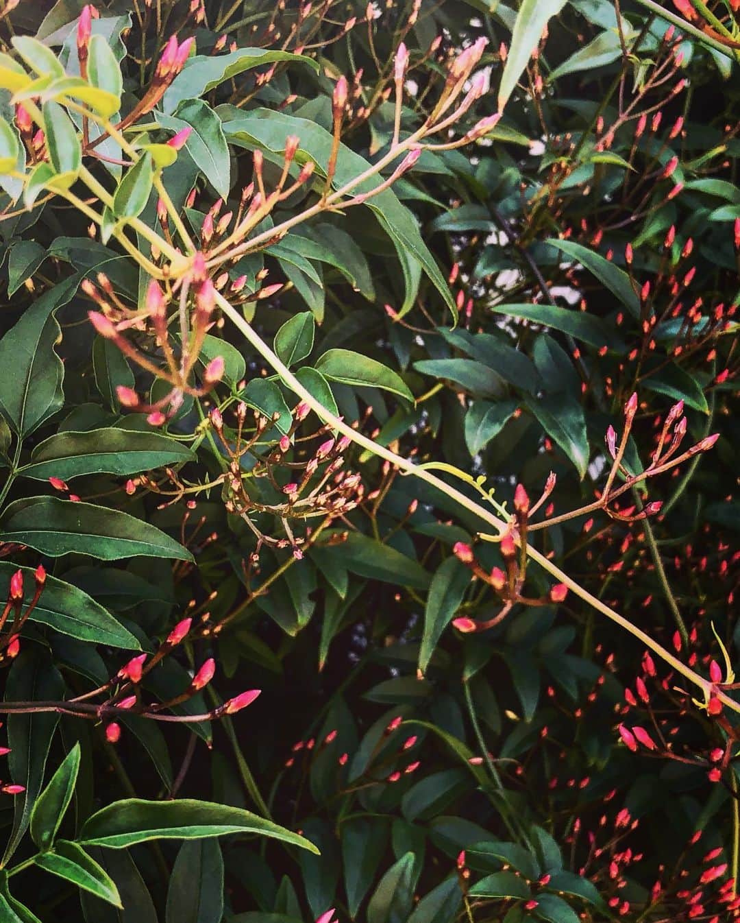 Baekさんのインスタグラム写真 - (BaekInstagram)「ニュースをみたら毎日新しい情報が出ていて、不安になったり。 仕事と予定がある時以外は家にいるようにしている。 でもいまはだからこそ家の中でできるものとか、いままでできなかったことを楽しむようにしています！ 今日の朝はこの一か月かん集めていた色んなお花や草たちのたねを植えました。 全部ランダムでおみくじみたいに混ぜてどこから何のはながでてくるか楽しみにしたいーと思って全部混ぜたらふりかけみたいになっていた。 植物の種ってこんなに色んな形といろをしてるんですね。 大変な時期もあるけどそんな時期の後には絶対楽しくて明るい時期が来るから、それを楽しみに毎日を！」3月26日 12時30分 - baek1030