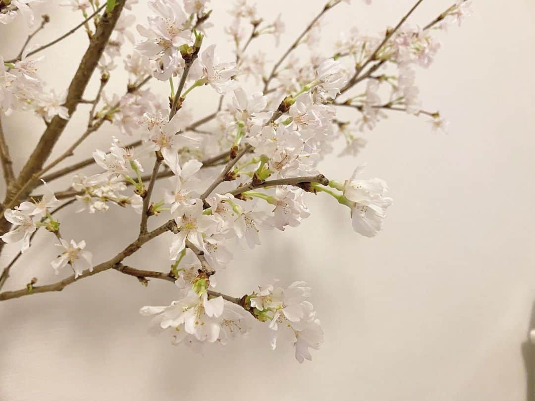 瀧本芹奈さんのインスタグラム写真 - (瀧本芹奈Instagram)「𓂃 𓈒𓏸❁⃘ . お家での桜🌸♡ お花見もできるし、 ライトアップしたら、夜桜も楽しめる！  自粛するこの時期には、 ベストかも👏💓 何よりも気が良い🙏💕💕💕 #桜 #お花のある暮らし  #お花のある生活 #花見 #お家でお花見」3月26日 12時36分 - serina_takimoto